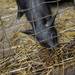 A pig digs in a pile of hay at Dominos Petting Farm on Monday, July 1, 2013. Melanie Maxwell | AnnArbor.com
